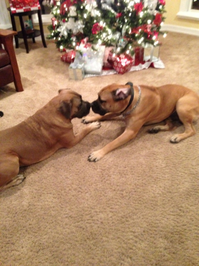 Boerboel_Pup_Christmas_with_a_Buddy
